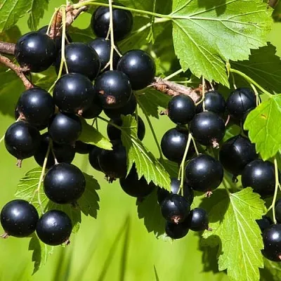 Смородина чёрная БЕЛОРУССКАЯ СЛАДКАЯ  Смородина чёрная БЕЛОРУССКАЯ СЛАДКАЯ в Нижнем Новгороде
