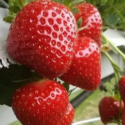 Клубника АРГЕНТЕРА  Клубника АРГЕНТЕРА в Нижнем Новгороде