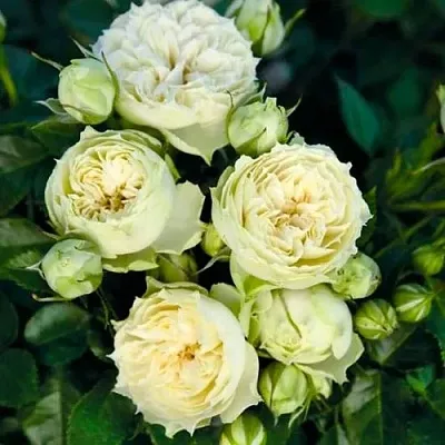 Саженцы роз БЛАНШЕТТ спрей  Саженцы роз БЛАНШЕТТ спрей в Нижнем Новгороде