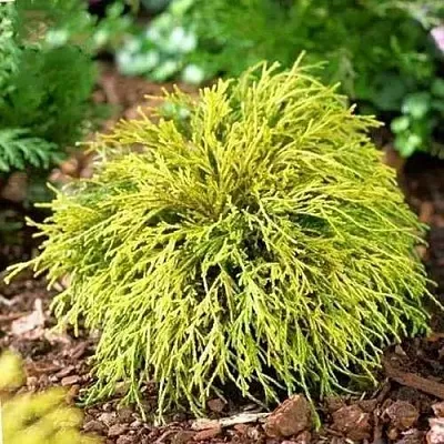 Кипарисовик ВАВЕЛ горохоплодный  Кипарисовик ВАВЕЛ горохоплодный в Нижнем Новгороде