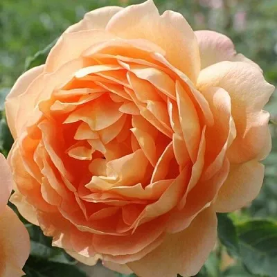 саженцы роз