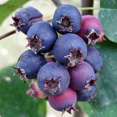 Ирга SLEYT в Нижнем Новгороде