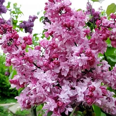 Сирень ОЛИМПИАДА КОЛЕСНИКОВА  Сирень ОЛИМПИАДА КОЛЕСНИКОВА в Нижнем Новгороде