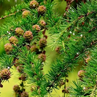 Лиственница  Лиственница в Нижнем Новгороде