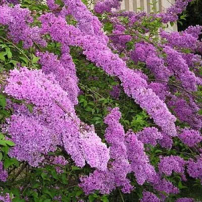 Сирень КИТАЙСКАЯ  Сирень КИТАЙСКАЯ в Нижнем Новгороде