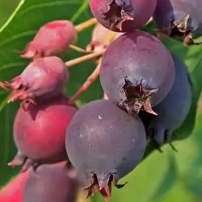 Ирга MANDAN в Нижнем Новгороде