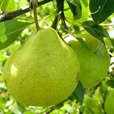 Груша ДАЛИКОР колонновидная в Нижнем Новгороде