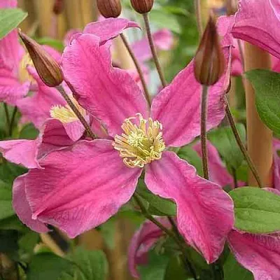 Клематис ИНСПИРЕЙШН ЗОЙН  Клематис ИНСПИРЕЙШН ЗОЙН в Нижнем Новгороде