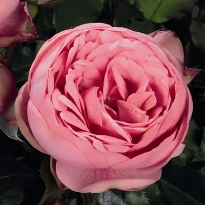 Саженцы роз ХЭППИ ПИАНО чайно-гибридная  Саженцы роз ХЭППИ ПИАНО чайно-гибридная в Нижнем Новгороде