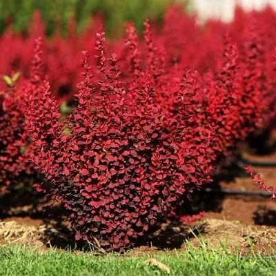 Барбарис ОРАНЖ РОКЕТ тунберга  Барбарис ОРАНЖ РОКЕТ тунберга в Нижнем Новгороде