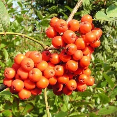 Рябина КОНЦЕНТРА сладкоплодная  Рябина КОНЦЕНТРА сладкоплодная в Нижнем Новгороде