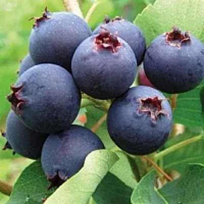 Ирга в Нижнем Новгороде