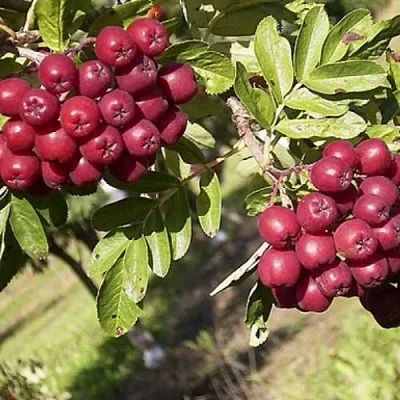 Рябина БУРКА сладкоплодная  Рябина БУРКА сладкоплодная в Нижнем Новгороде