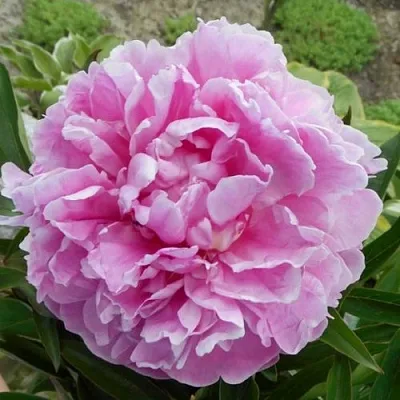 Пион РИМ травянистый  Пион РИМ травянистый в Нижнем Новгороде