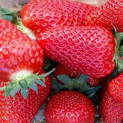 Клубника АМИ  Клубника АМИ в Нижнем Новгороде