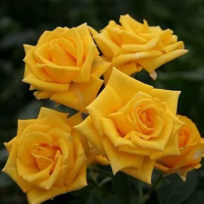 Саженцы роз ШАНИ спрей  Саженцы роз ШАНИ спрей в Нижнем Новгороде