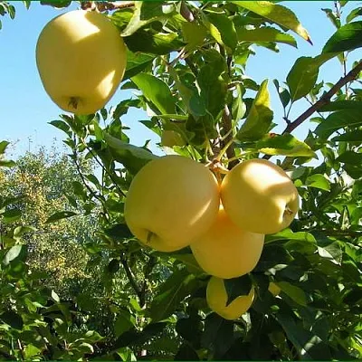 Яблоня ГОЛДЕН МИЛЛЕНИУМ  Яблоня ГОЛДЕН МИЛЛЕНИУМ в Нижнем Новгороде