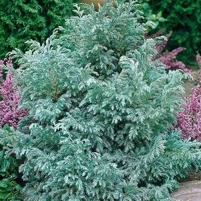 Кипарисовик БУЛЕВАРД горохоплодный  Кипарисовик БУЛЕВАРД горохоплодный в Нижнем Новгороде