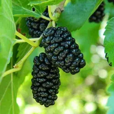 Шелковица в Нижнем Новгороде