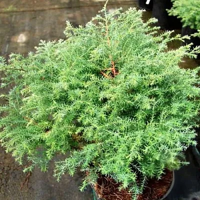 Кипарисовик СКВАРРОЗА горохоплодный  Кипарисовик СКВАРРОЗА горохоплодный в Нижнем Новгороде