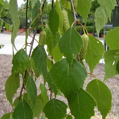 Береза ФАСЦИНЕЙШЕН белая   Береза ФАСЦИНЕЙШЕН белая  в Нижнем Новгороде