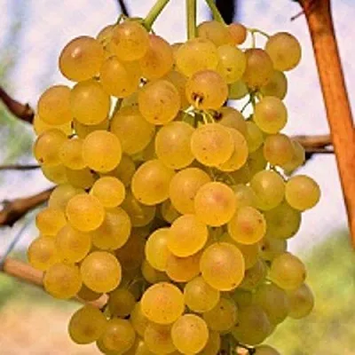 Виноград КИШМИШ КОКТЕЙЛЬ  Виноград КИШМИШ КОКТЕЙЛЬ в Нижнем Новгороде