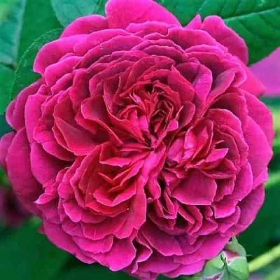 Саженцы роз ВИЛЬЯМ ШЕКСПИР английская в Нижнем Новгороде