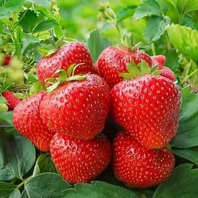 Клубника КИМБЕРЛИ  Клубника КИМБЕРЛИ в Нижнем Новгороде