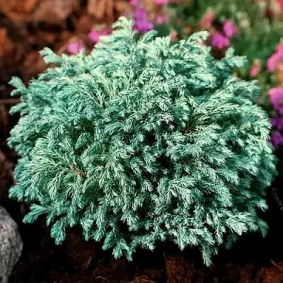 Кипарисовик БЕБИ БЛЮ горохоплодный  Кипарисовик БЕБИ БЛЮ горохоплодный в Нижнем Новгороде