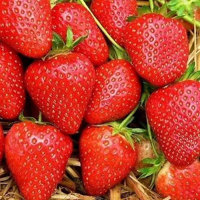 Клубника КВИКИ  Клубника КВИКИ в Нижнем Новгороде