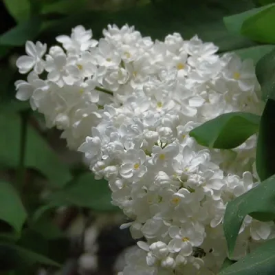 Сирень РУССКИЙ СЕВЕР  Сирень РУССКИЙ СЕВЕР в Нижнем Новгороде