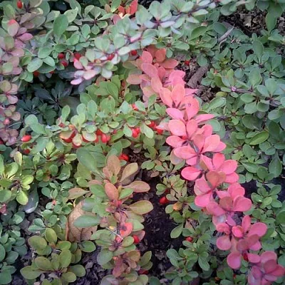 Барбарис ГРИН КАРПЕТ тунберга  Барбарис ГРИН КАРПЕТ тунберга в Нижнем Новгороде