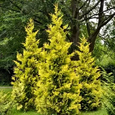 Туя ГОЛДЕН БРАБАНТ западная  Туя ГОЛДЕН БРАБАНТ западная в Нижнем Новгороде