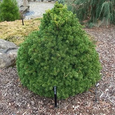 Ель ТОМПА обыкновенная  Ель ТОМПА обыкновенная в Нижнем Новгороде