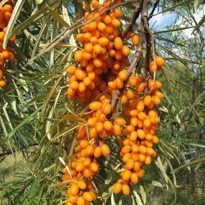 Облепиха НИВЕЛЕНА  Облепиха НИВЕЛЕНА в Нижнем Новгороде