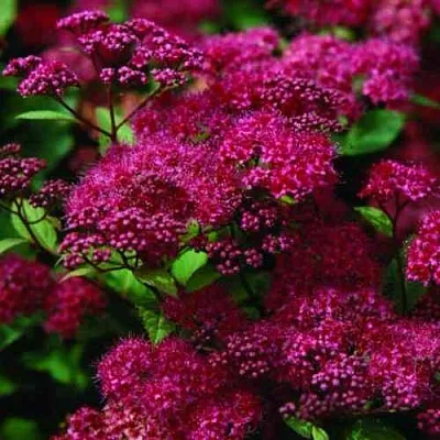 Спирея АНТОНИ ВАТЕРЕР японская в Нижнем Новгороде