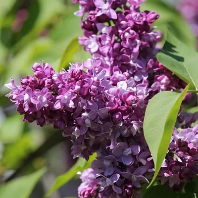 Сирень ИЗОБИЛИЕ  Сирень ИЗОБИЛИЕ в Нижнем Новгороде