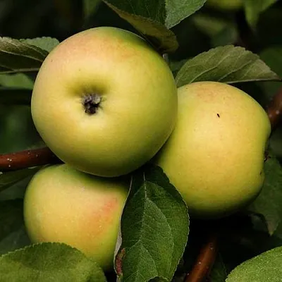Яблоня ДАНИЛА  Яблоня ДАНИЛА в Нижнем Новгороде