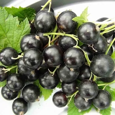 Смородина черная ТИТАНИЯ  Смородина черная ТИТАНИЯ в Нижнем Новгороде