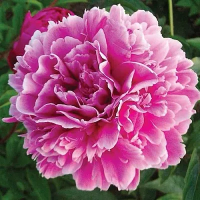 Пион ПУРПУРНАЯ ФЕЕРИЯ травянистый  Пион ПУРПУРНАЯ ФЕЕРИЯ травянистый в Нижнем Новгороде