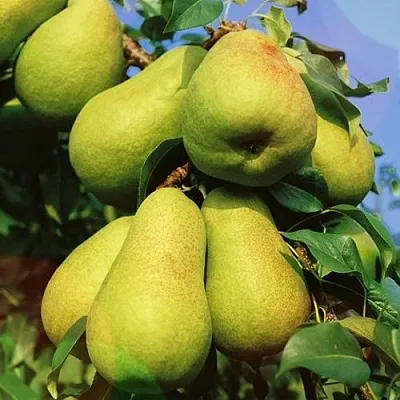 Груша НЕЖНОСТЬ колонновидная	 в Нижнем Новгороде