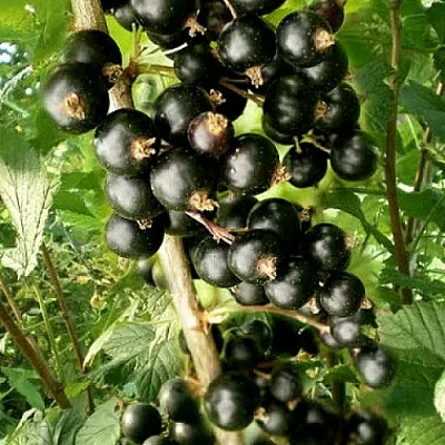 Смородина черная БЕН ТИРЕН  Смородина черная БЕН ТИРЕН в Нижнем Новгороде