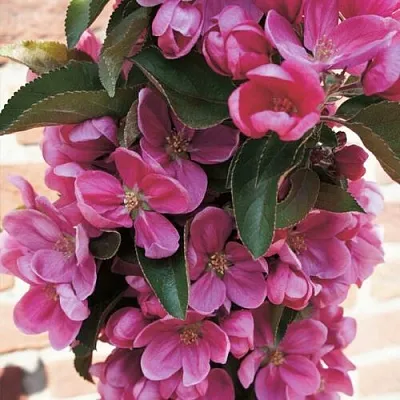 Яблоня ЗЕЛЁНЫЙ БУКЕТ декоративная  Яблоня ЗЕЛЁНЫЙ БУКЕТ декоративная в Нижнем Новгороде