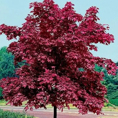 Клен КРИМСОН КИНГ остролистный в Нижнем Новгороде