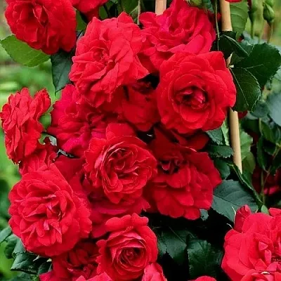 Саженцы роз АМАДЕУС плетистая  Саженцы роз АМАДЕУС плетистая в Нижнем Новгороде