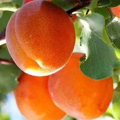 Абрикос в Нижнем Новгороде