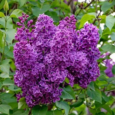 Сирень СУМЕРКИ  Сирень СУМЕРКИ в Нижнем Новгороде