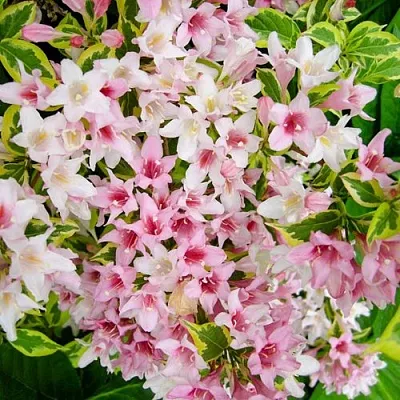 Вейгела САННИ ПРИНЦЕСС  Вейгела САННИ ПРИНЦЕСС в Нижнем Новгороде