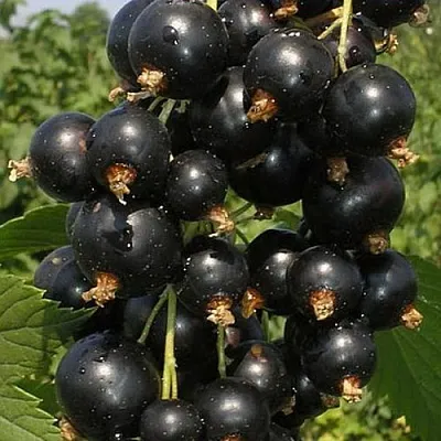 Смородина черная ИСКУШЕНИЕ  Смородина черная ИСКУШЕНИЕ в Нижнем Новгороде