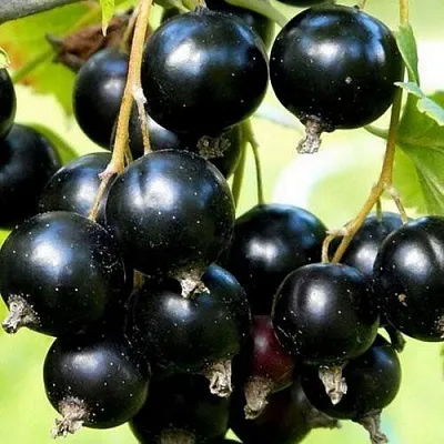 Смородина чёрная СОКРОВИЩЕ  Смородина чёрная СОКРОВИЩЕ в Нижнем Новгороде